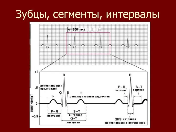 Зубцы, сегменты, интервалы