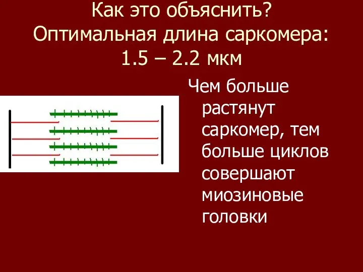 Как это объяснить? Оптимальная длина саркомера: 1.5 – 2.2 мкм Чем