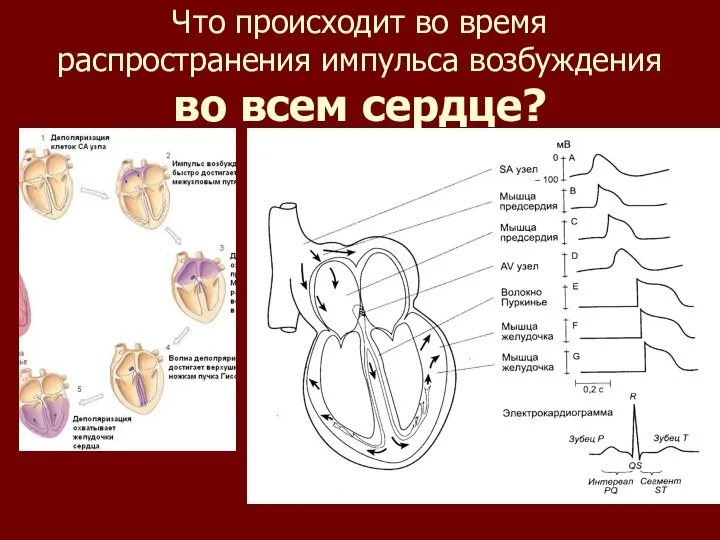 Что происходит во время распространения импульса возбуждения во всем сердце?