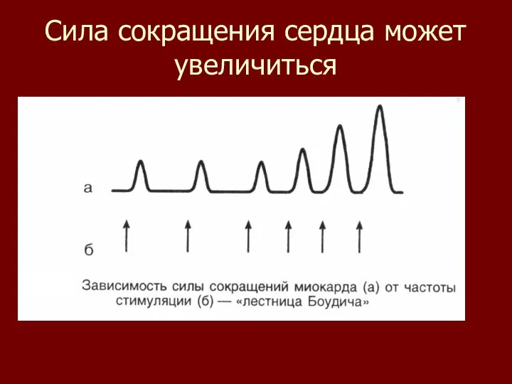 Сила сокращения сердца может увеличиться