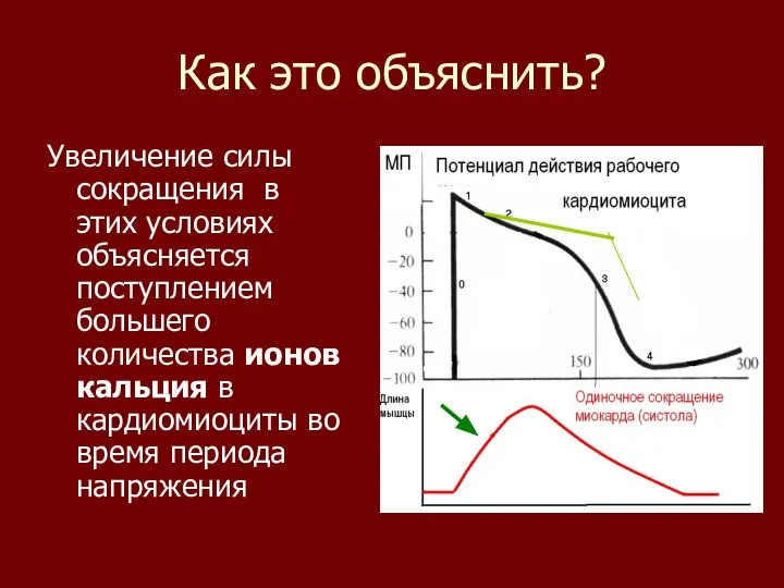 Как это объяснить? Увеличение силы сокращения в этих условиях объясняется поступлением