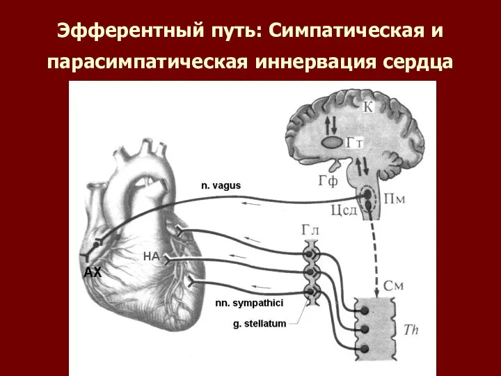 Эфферентный путь: Симпатическая и парасимпатическая иннервация сердца