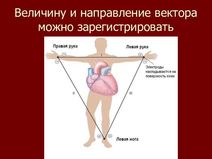 Величину и направление вектора можно зарегистрировать