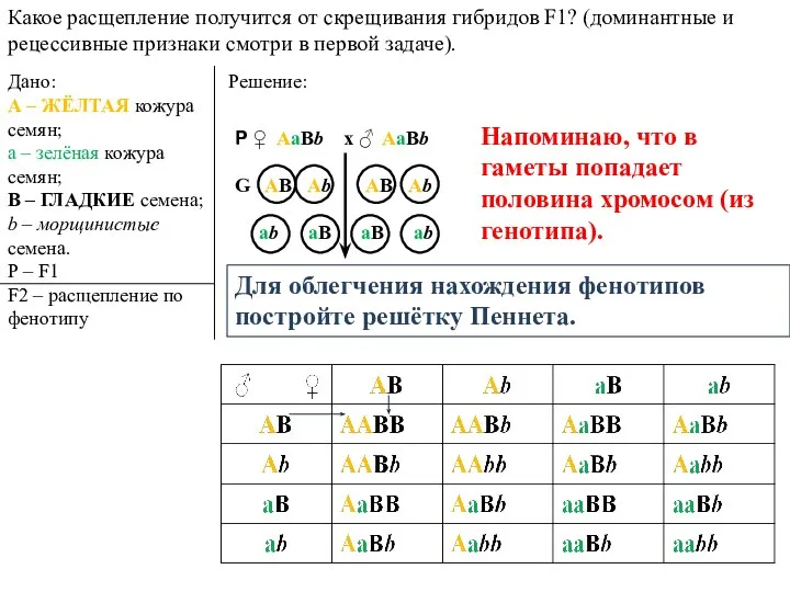 Какое расщепление получится от скрещивания гибридов F1? (доминантные и рецессивные признаки