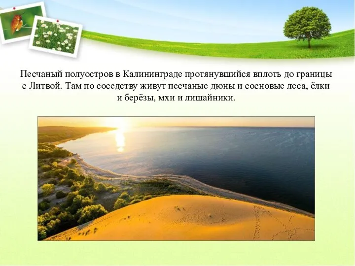 Песчаный полуостров в Калининграде протянувшийся вплоть до границы с Литвой. Там