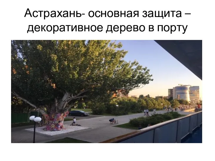 Астрахань- основная защита – декоративное дерево в порту