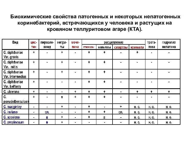 Биохимические свойства патогенных и некоторых непатогенных коринебактерий, встречающихся у человека и