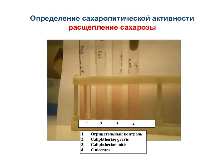 Определение сахаролитической активности расщепление сахарозы 1 2 3 4 Отрицательный контроль C.diphtheriae gravis C.diphtheriae mitis C.ulcerans
