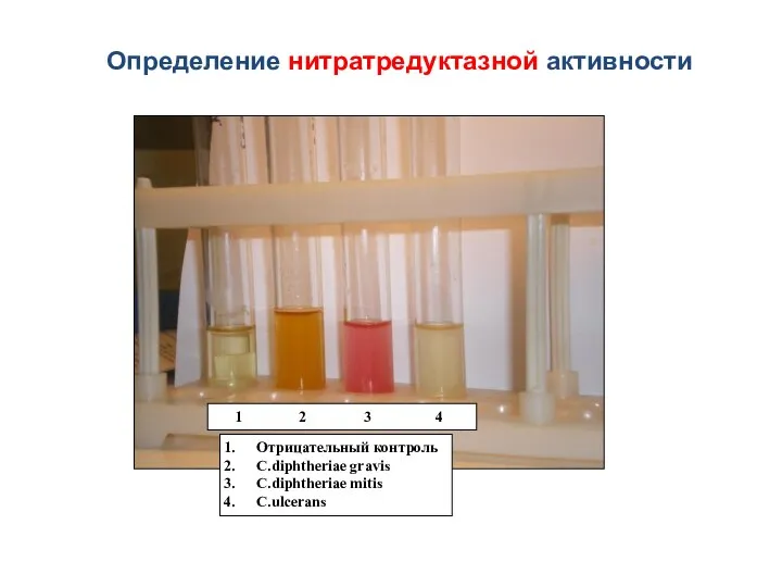 Определение нитратредуктазной активности 1 2 3 4 Отрицательный контроль C.diphtheriae gravis C.diphtheriae mitis C.ulcerans