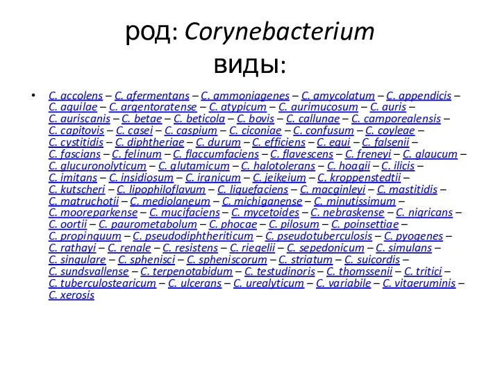 род: Corynebacterium виды: C. accolens – C. afermentans – C. ammoniagenes