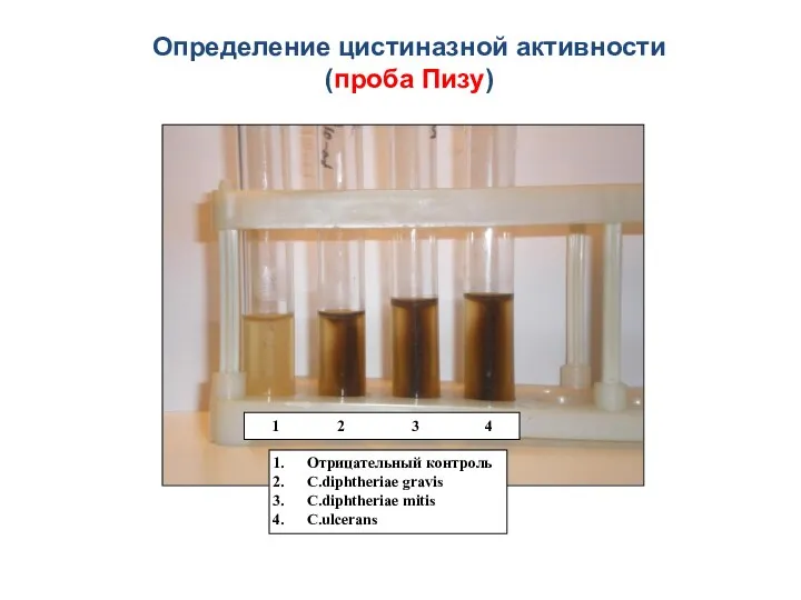Определение цистиназной активности (проба Пизу) 1 2 3 4 Отрицательный контроль C.diphtheriae gravis C.diphtheriae mitis C.ulcerans