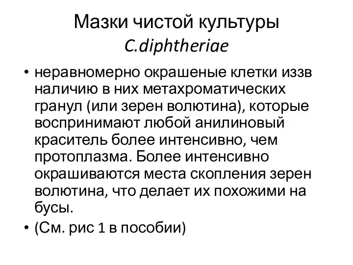 Мазки чистой культуры C.diphtheriae неравномерно окрашеные клетки иззв наличию в них