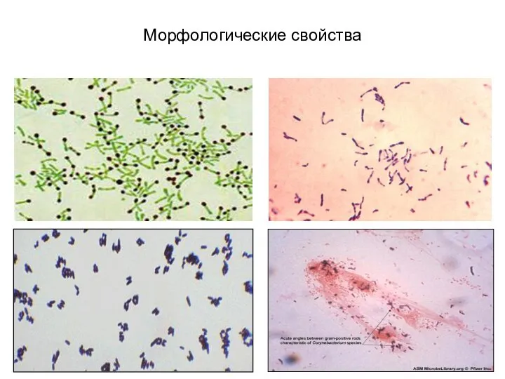 Морфологические свойства