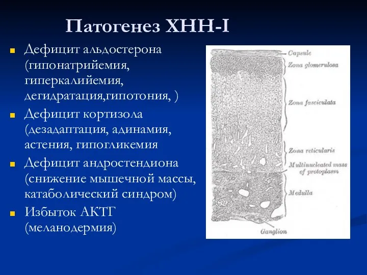 Патогенез ХНН-I Дефицит альдостерона (гипонатрийемия, гиперкалийемия, дегидратация,гипотония, ) Дефицит кортизола (дезадаптация,