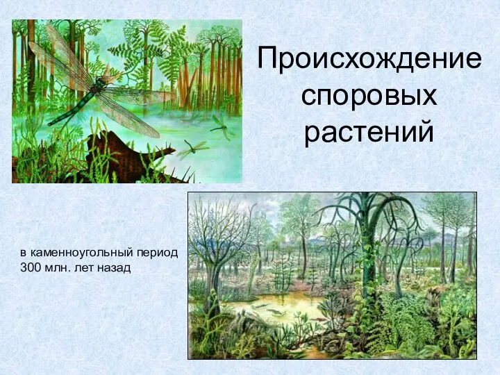 Происхождение споровых растений в каменноугольный период 300 млн. лет назад