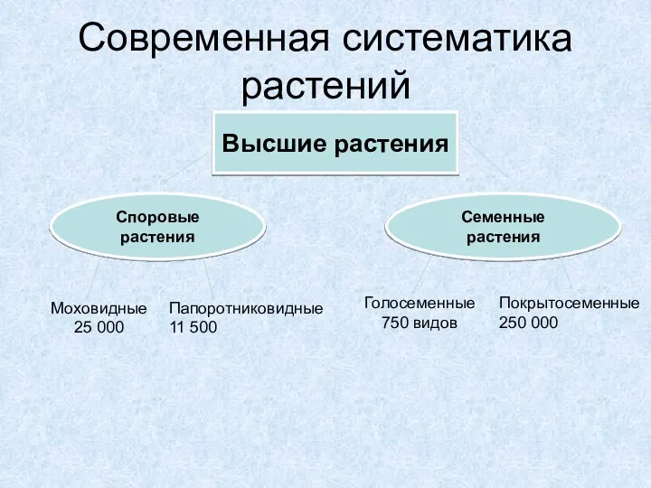 Современная систематика растений Высшие растения Споровые растения Семенные растения Моховидные 25