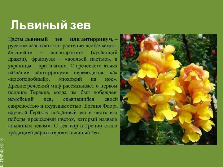 Львиный зев Цветы львиный зев или антирринум, – русские называют это