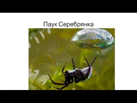 Паук Серебрянка