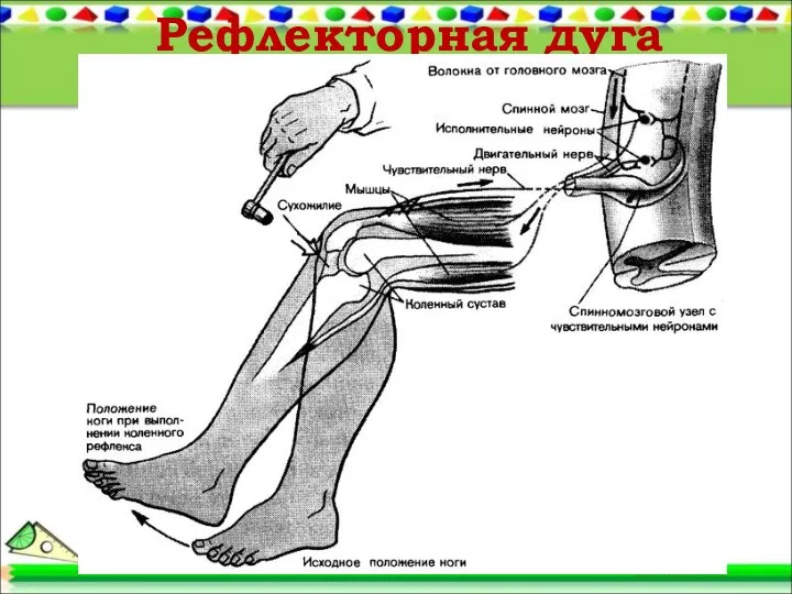 Рефлекторная дуга