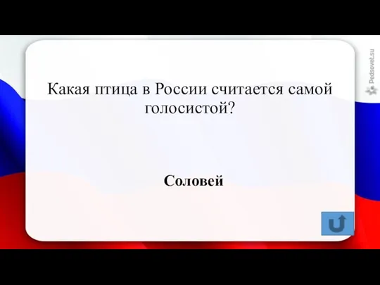 Какая птица в России считается самой голосистой? Соловей