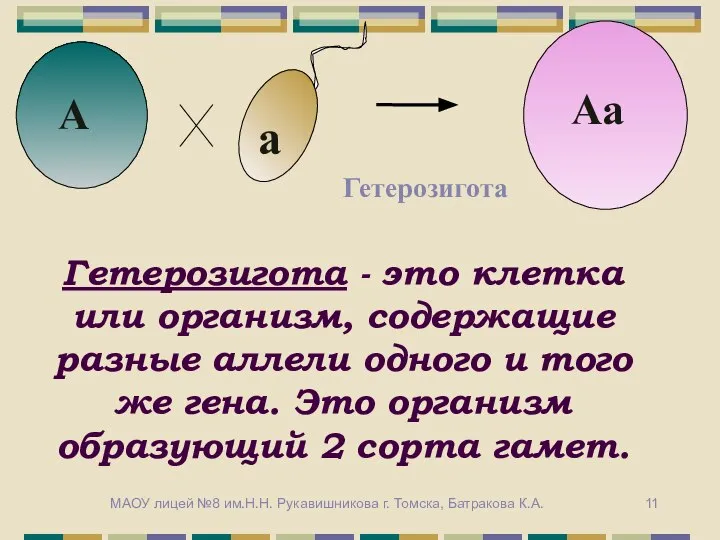 Гетерозигота - это клетка или организм, содержащие разные аллели одного и