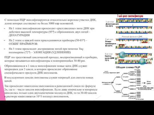 С помощью ПЦР амплифицируются относительно короткие участки ДНК, длина которых составляет