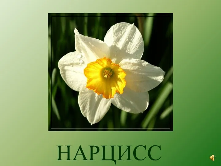 НАРЦИСС