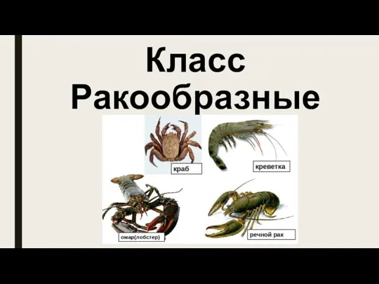 Класс Ракообразные