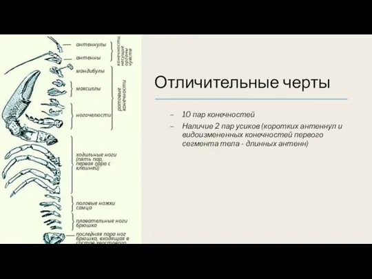 Отличительные черты 10 пар конечностей Наличие 2 пар усиков (коротких антеннул