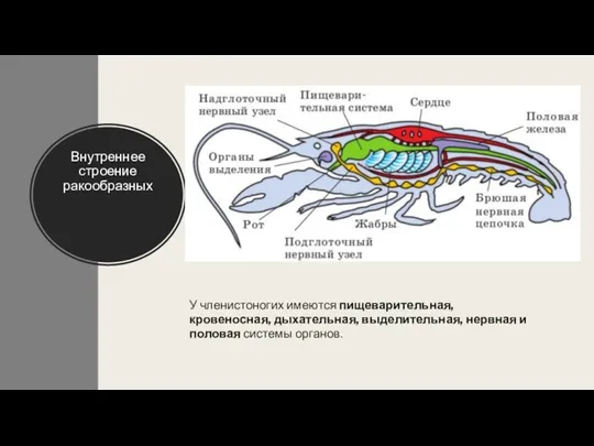 Внутреннее строение ракообразных У членистоногих имеются пищеварительная, кровеносная, дыхательная, выделительная, нервная и половая системы органов.