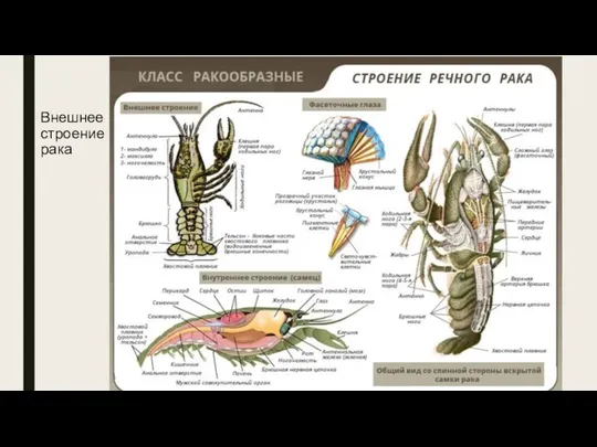 Внешнее строение рака