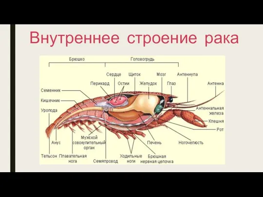 Внутреннее строение рака