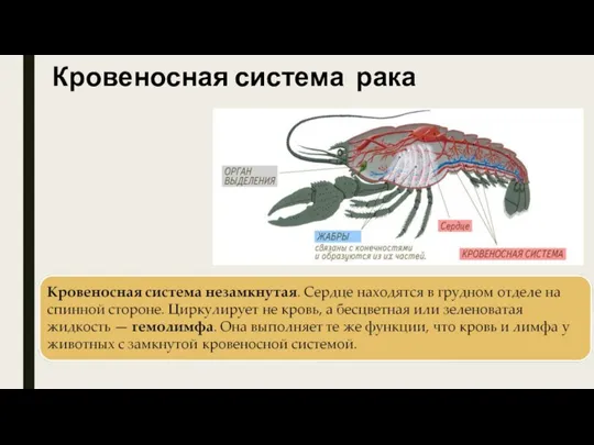 Кровеносная система рака