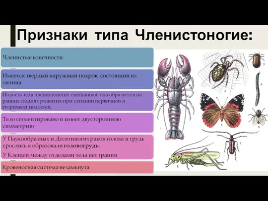 Признаки типа Членистоногие: