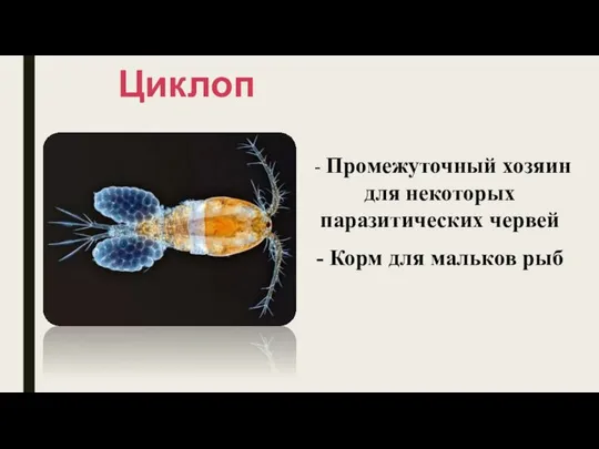 Циклоп - Промежуточный хозяин для некоторых паразитических червей - Корм для мальков рыб