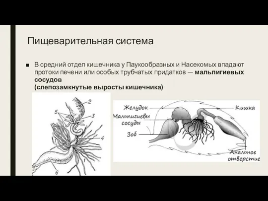 Пищеварительная система В средний отдел кишечника у Паукообразных и Насекомых впадают