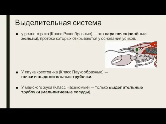 Выделительная система у речного рака (Класс Ракообразные) — это пара почек