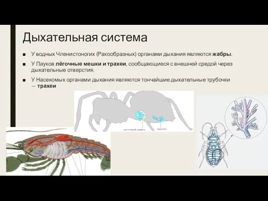 Дыхательная система У водных Членистоногих (Ракообразных) органами дыхания являются жабры. У