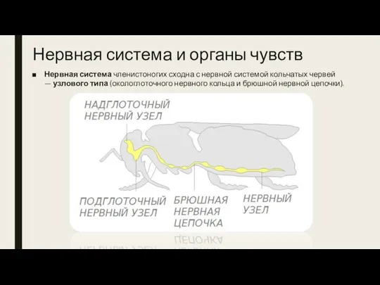 Нервная система и органы чувств Нервная система членистоногих сходна с нервной