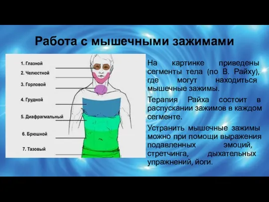 Работа с мышечными зажимами На картинке приведены сегменты тела (по В.