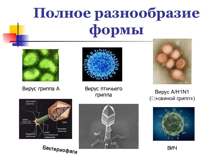 Полное разнообразие формы Вирус гриппа А Вирус птичьего гриппа ВИЧ Вирус A/H1N1 (?»свиной грипп») Бактериофаги