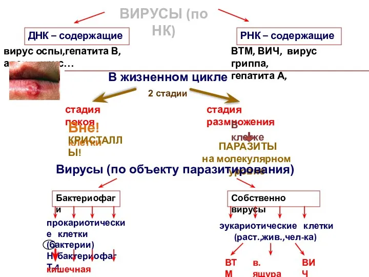 ВИРУСЫ (по НК) ДНК – содержащие РНК – содержащие вирус оспы,гепатита