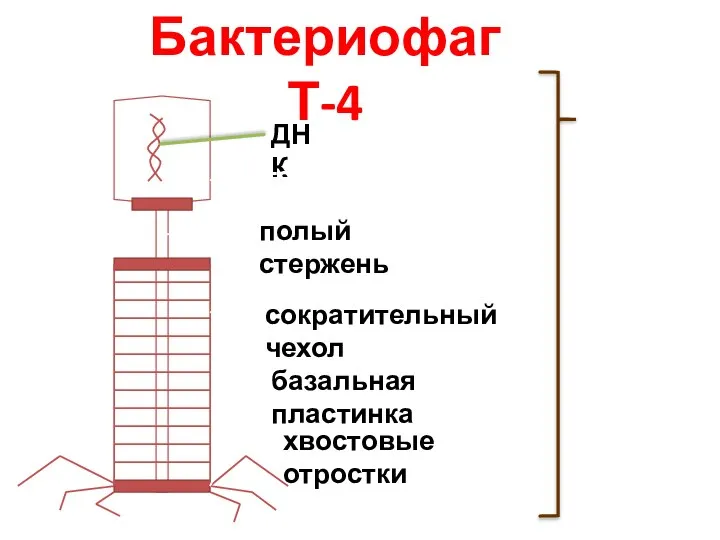 Бактериофаг Т-4 ДНК головка полый стержень сократительный чехол базальная пластинка хвостовые