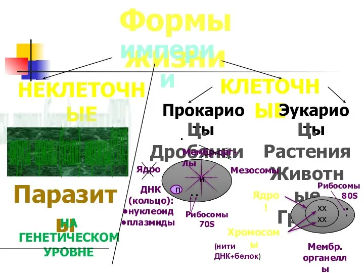 Формы жизни империи КЛЕТОЧНЫЕ Прокариоты Эукариоты Ц.Растения Животные Грибы Ц.Дробянки Паразиты