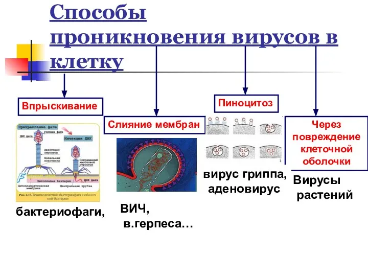 Способы проникновения вирусов в клетку Впрыскивание Слияние мембран Пиноцитоз Через повреждение