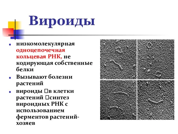 Вироиды низкомолекулярная одноцепочечная кольцевая РНК, не кодирующая собственные белки Вызывают болезни