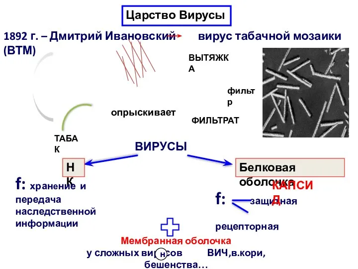 1892 г. – Дмитрий Ивановский вирус табачной мозаики (ВТМ) . .