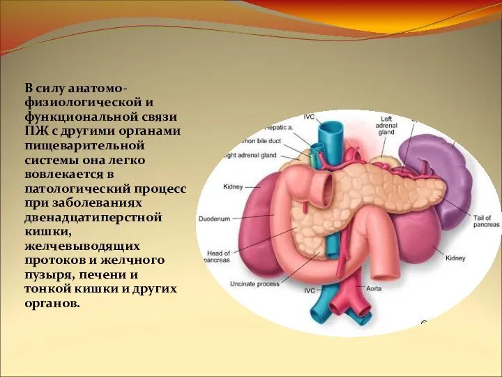 В силу анатомо-физиологической и функциональной связи ПЖ с другими органами пищеварительной