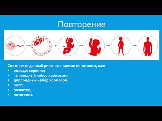 Повторение Cоотнесите данный рисунок с такими понятиями, как: • оплодотворение; •