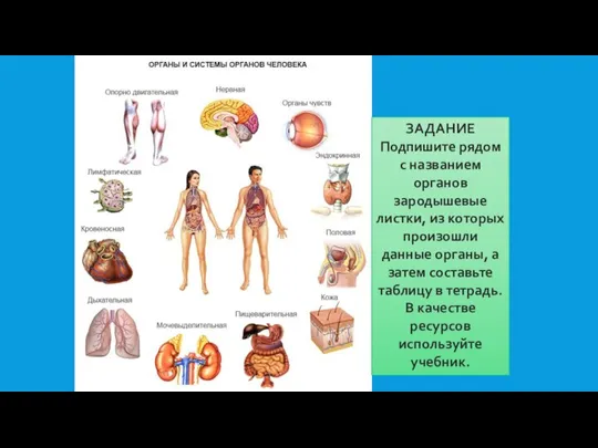 ЗАДАНИЕ Подпишите рядом с названием органов зародышевые листки, из которых произошли